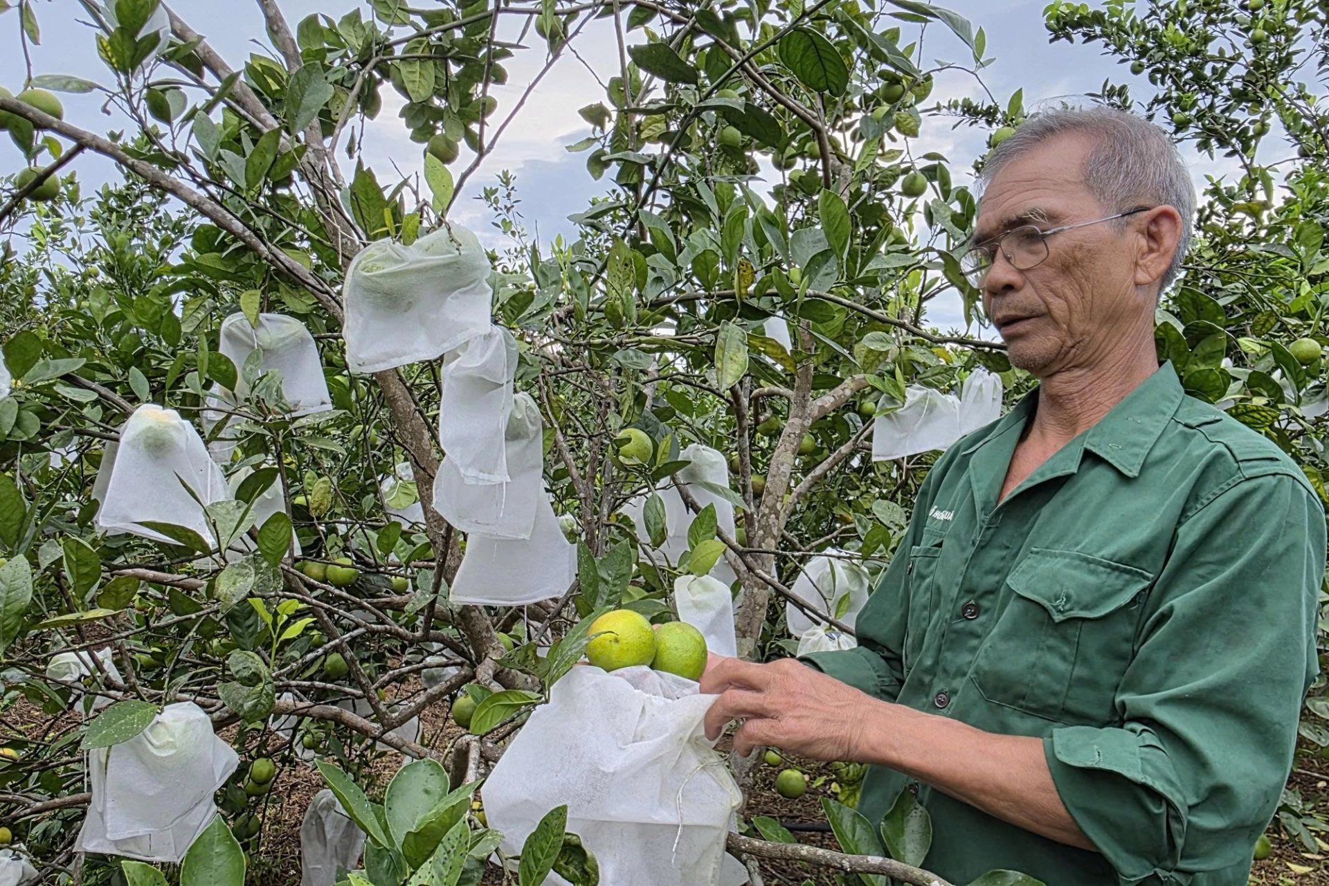 Mô hình ứng dụng IPHM trên cây cam tại xã Bến Quan - Ảnh: T.HOA