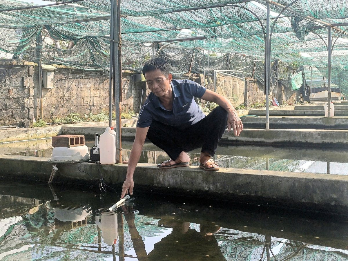 Ông Hà Xuân Nghị là người có hơn 30 năm kinh nghiệm trong nghề nuôi cá cảnh. Ảnh: Hoàng Phong.