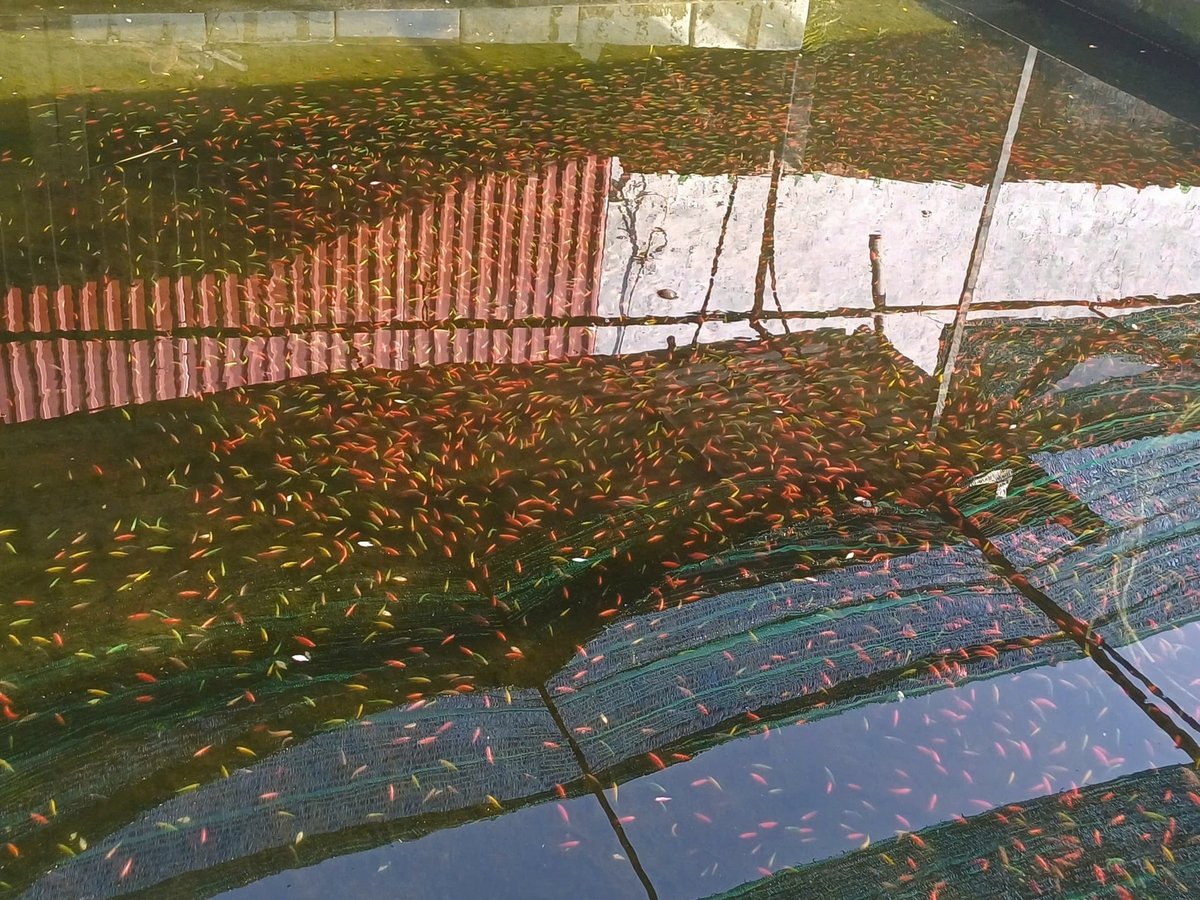 Nghề nuôi cá cảnh đã giúp cho nhiều hộ dân trên địa phường Thiên Hương có thu nhập cao. Ảnh: Hoàng Phong.