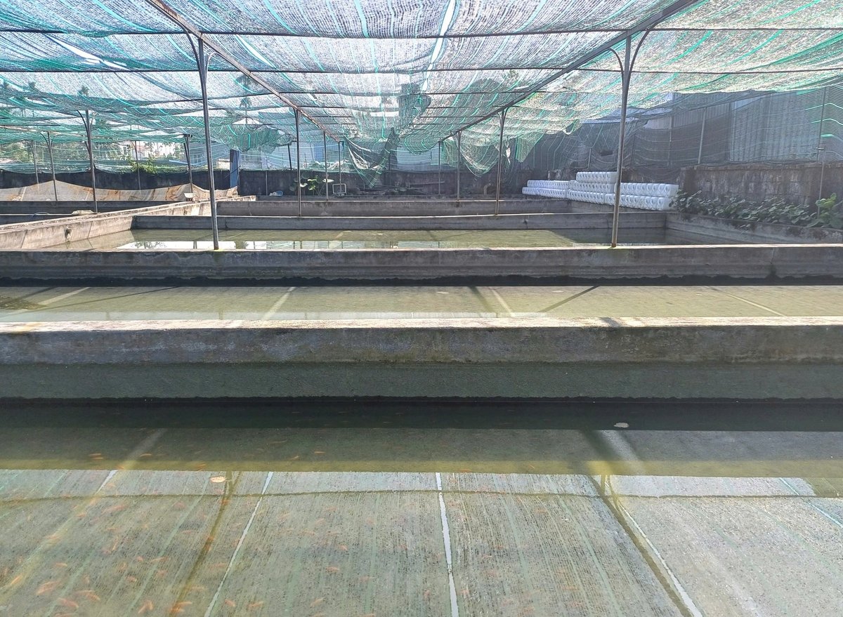 Ông Hà Xuân Nghị hiện đang sử dụng diện tích gần 2 ha để nuôi cá cảnh. Ảnh: Hoàng Phong.