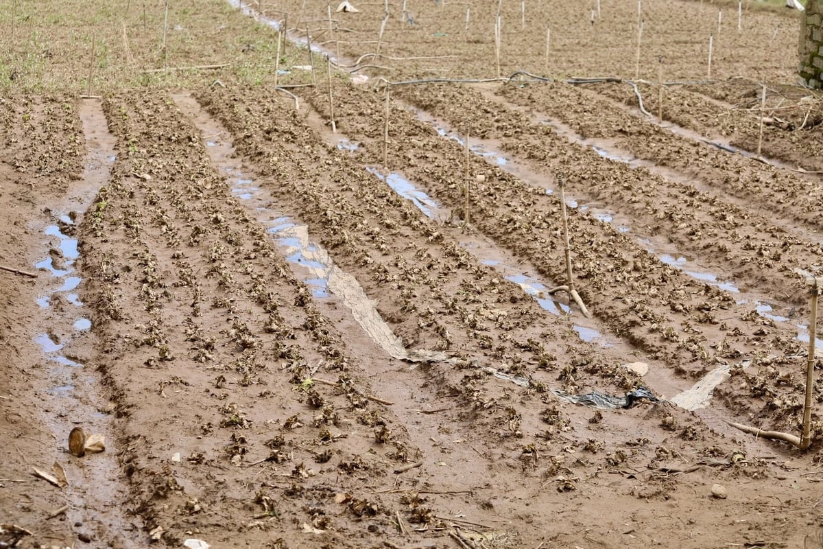 Hàng trăm luống rau đang chuẩn bị thu hoạch bị ngập trong bùn đất. Ảnh: TL.