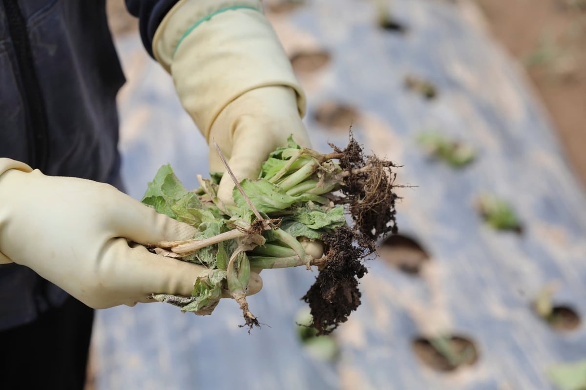 Những cây rau còn sót lại đã khô héo càng làm cho những người nông dân thêm nhói lòng. Ảnh: TL.