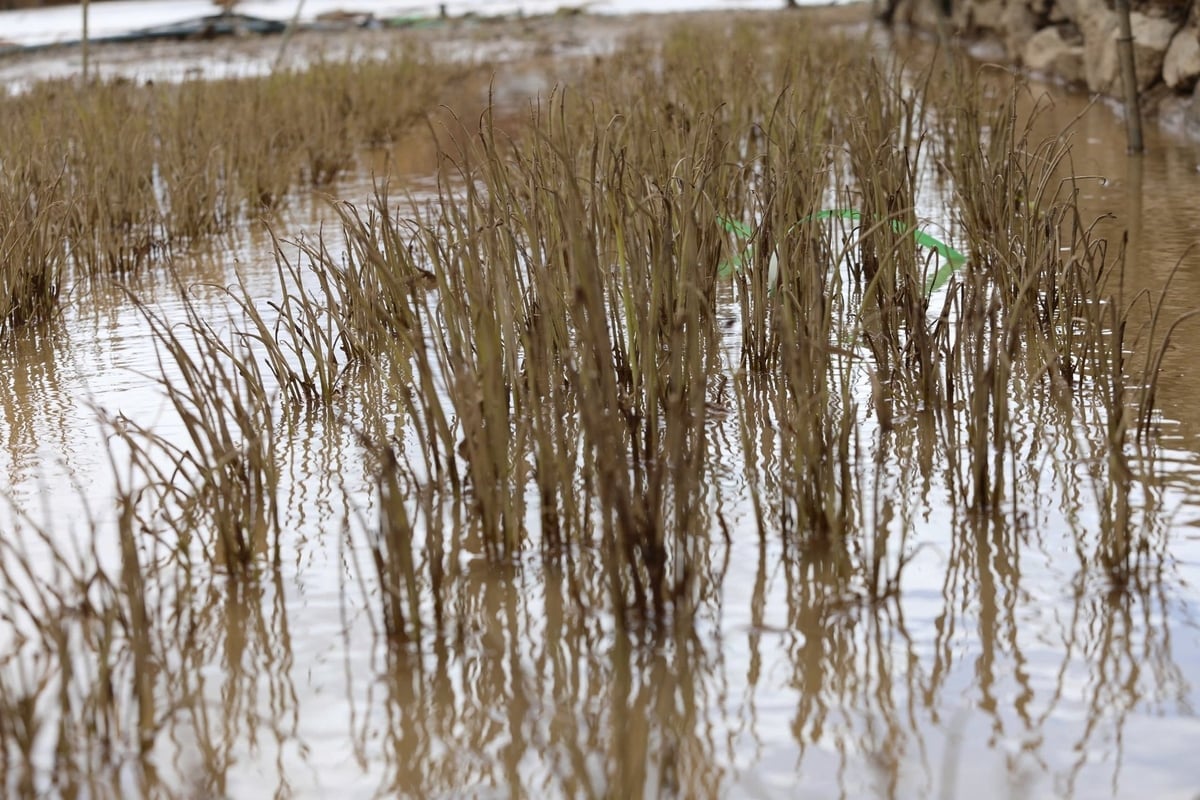 Nhiều diện tích rau màu bị úng do lượng nước ngập lâu. Ảnh: TL