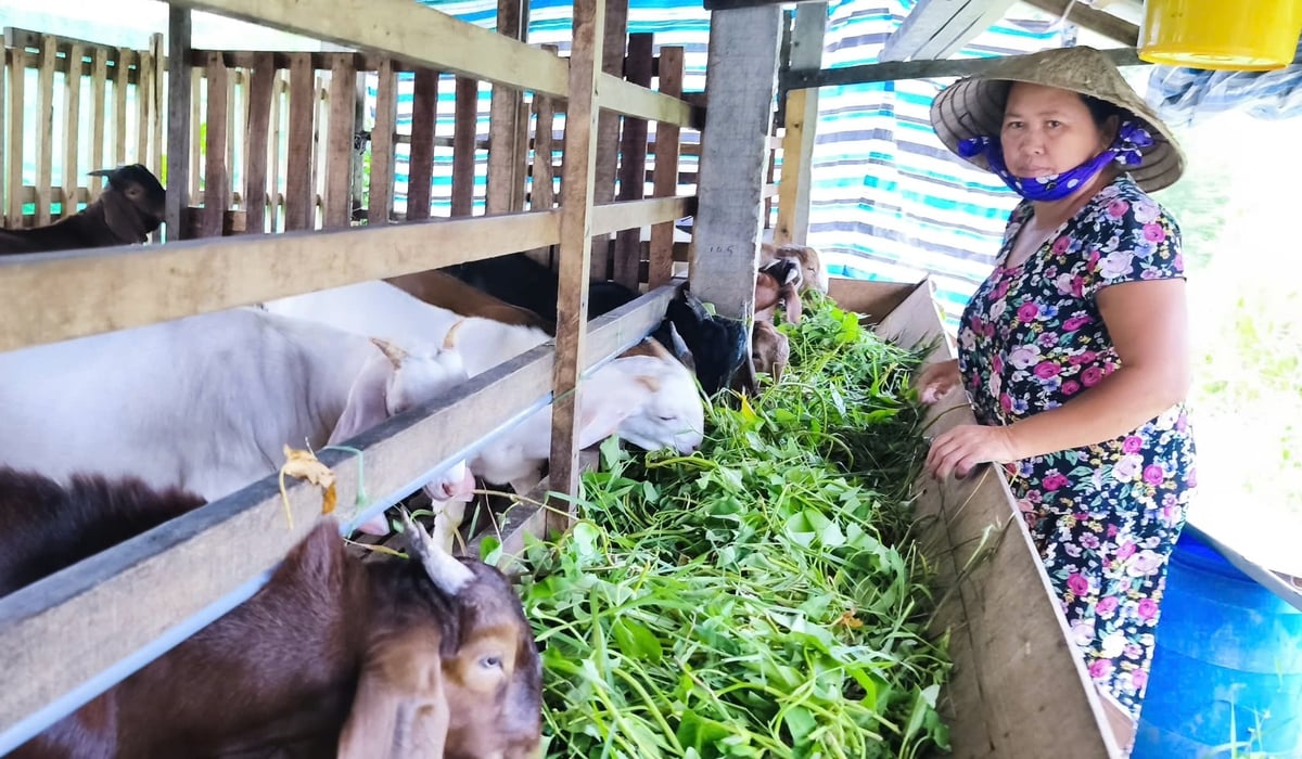 Nuôi dê sinh sản đang phát huy hiệu quả tại vùng ven biển Vĩnh Long. Ảnh: Thanh Bạch.