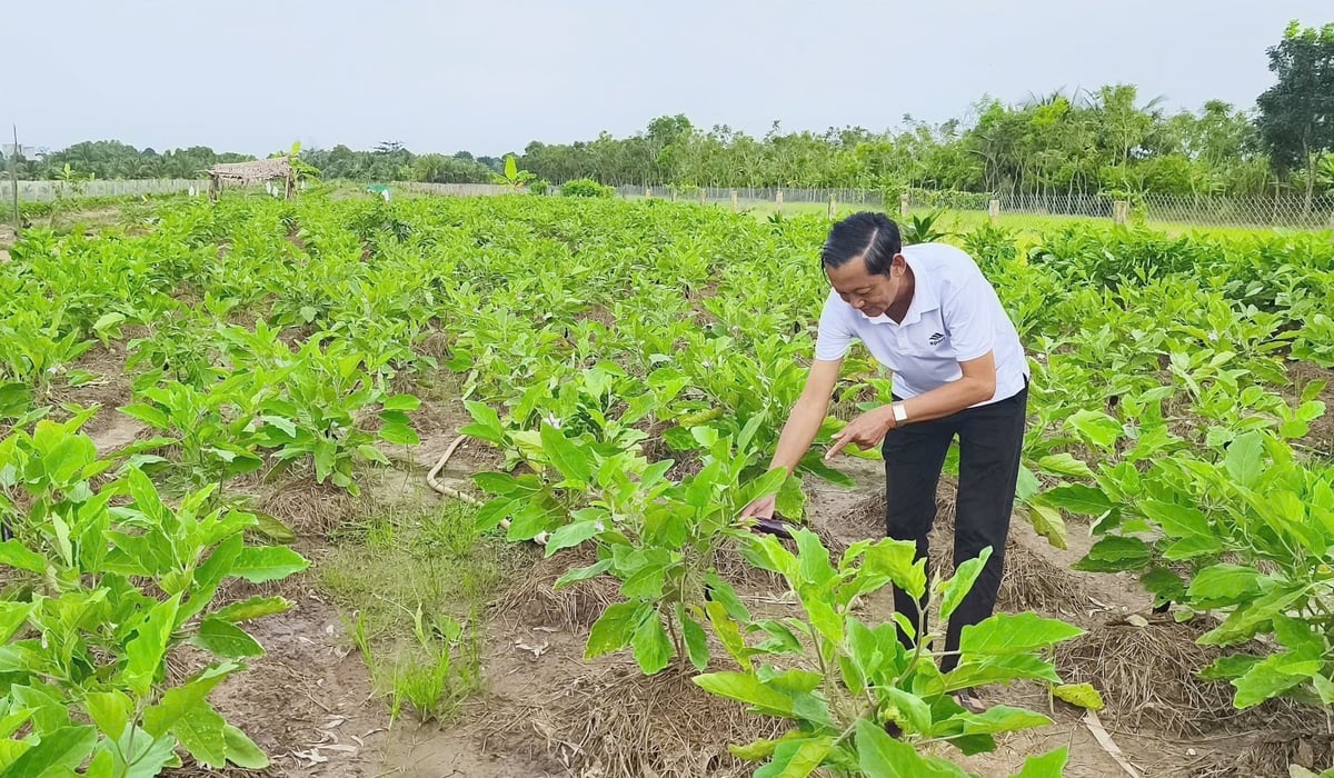 Chuyển đổi cây trồng thích ứng hạn mặn ở xã Ba Tri. Ảnh: Thanh Bạch.