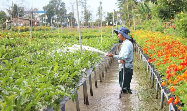 با سفر به دونگ تاپ، روستای گل سا دک و روستای باستانی دونگ هوا هیپ را به خاطر بسپارید - عکس 2.