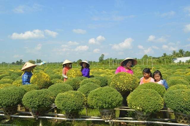 با سفر به دونگ تاپ، روستای گل سا دک و روستای باستانی دونگ هوا هیپ را به خاطر بسپارید - عکس ۳.