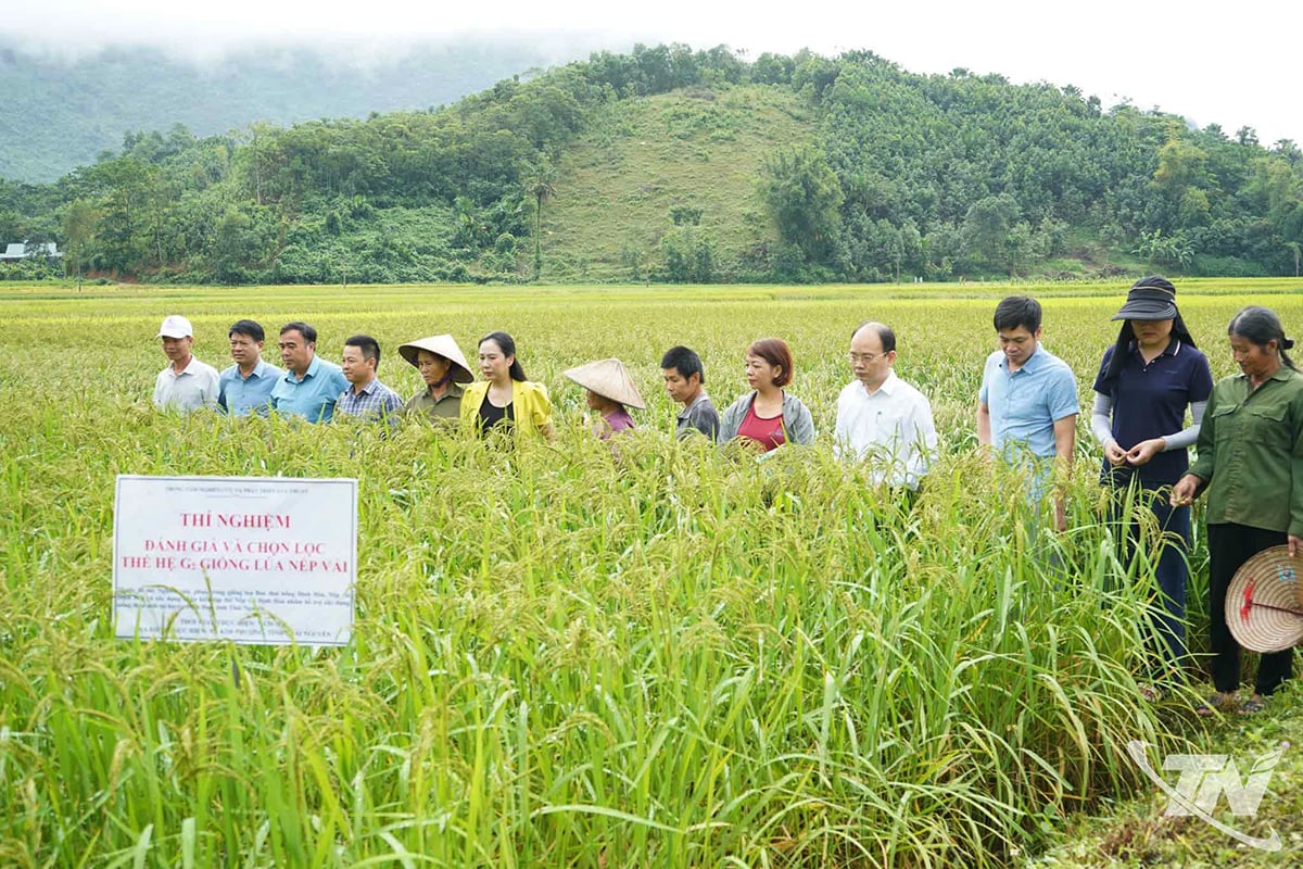 Керівники комуни Кім Фуонг  разом з представниками провінційних департаментів, відділень та професійних агентств  оцінили та відібрали нові сорти рису.