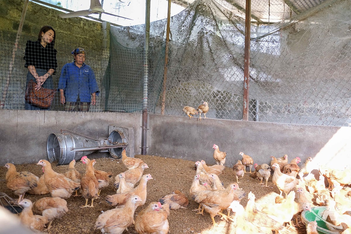 Посадовці комуни Кім Фуонг регулярно підтримують людей у ​​веденні тваринництва.