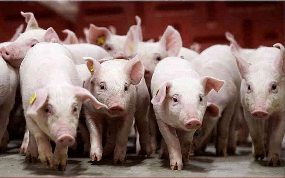 ລາຄາຫມູໃນວັນທີ 25 ພະຈິກ 2025: ເພີ່ມຂຶ້ນທັງຫມົດ