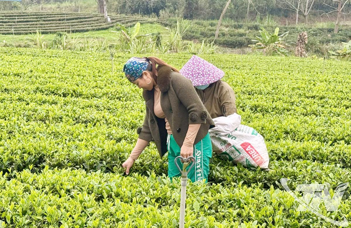Trai Cai teatermő terület (Dong Hy község) – az első település a tartományban, amelynek termőterülete VietGAP minősítést kapott.