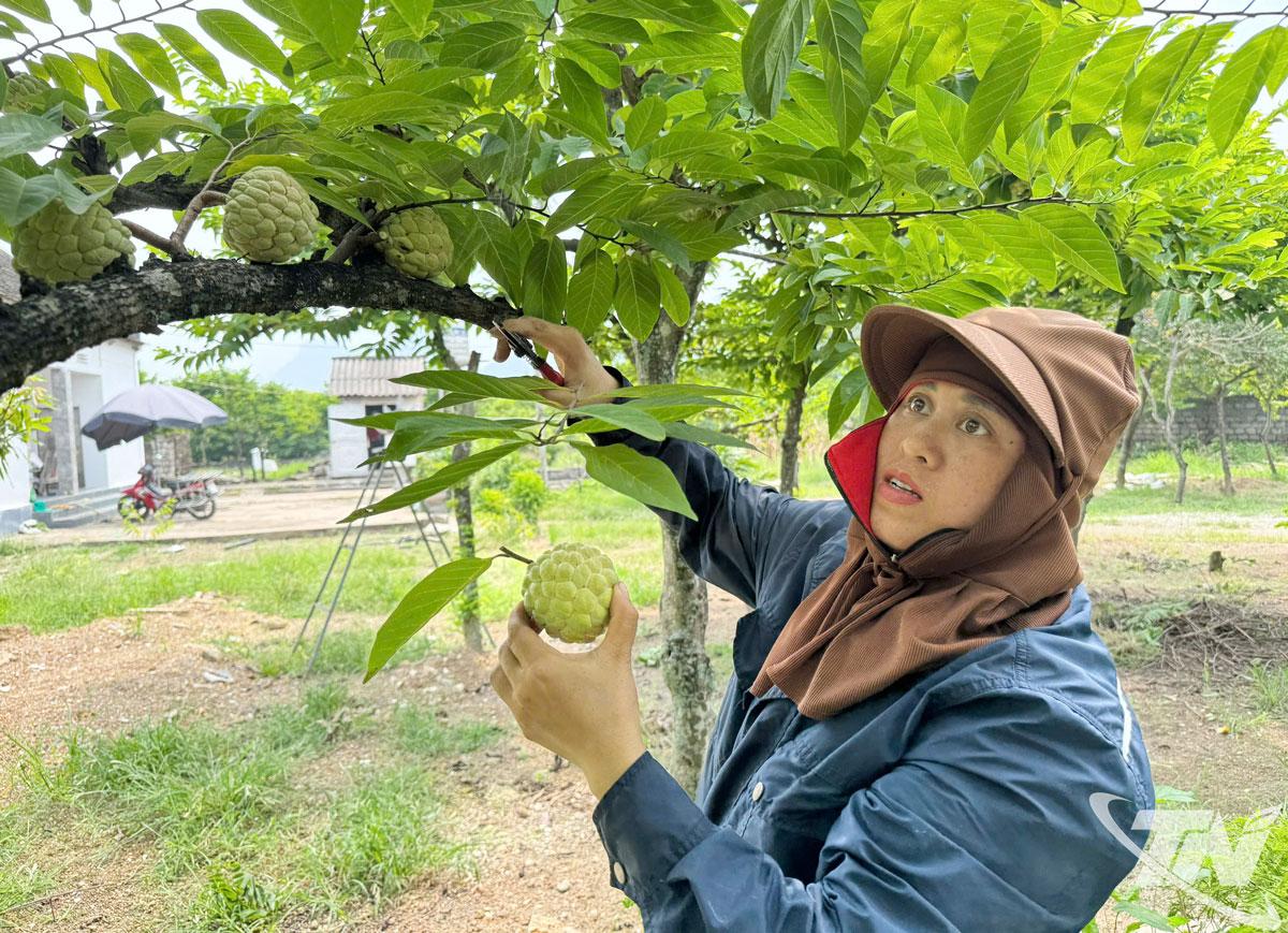 La Hien község egy olyan település, ahol több tucat hektárnyi, a VietGAP szabványoknak megfelelő tanúsítvánnyal rendelkező krémalmát termesztenek.