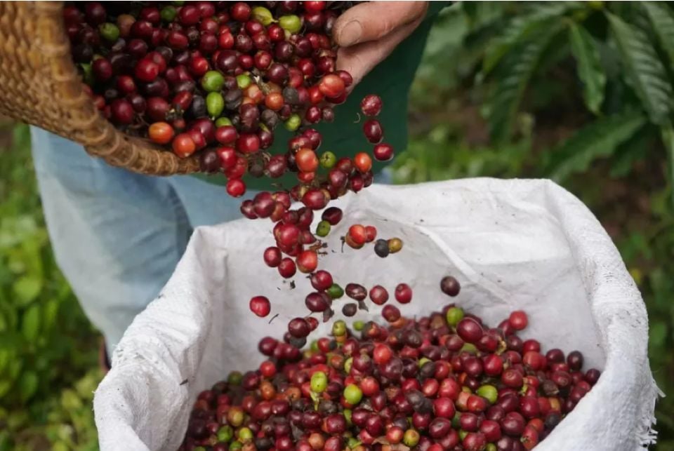 Giá nông sản ngày 25/11/2025: Hồ tiêu tăng mạnh, cà phê giảm nhẹ