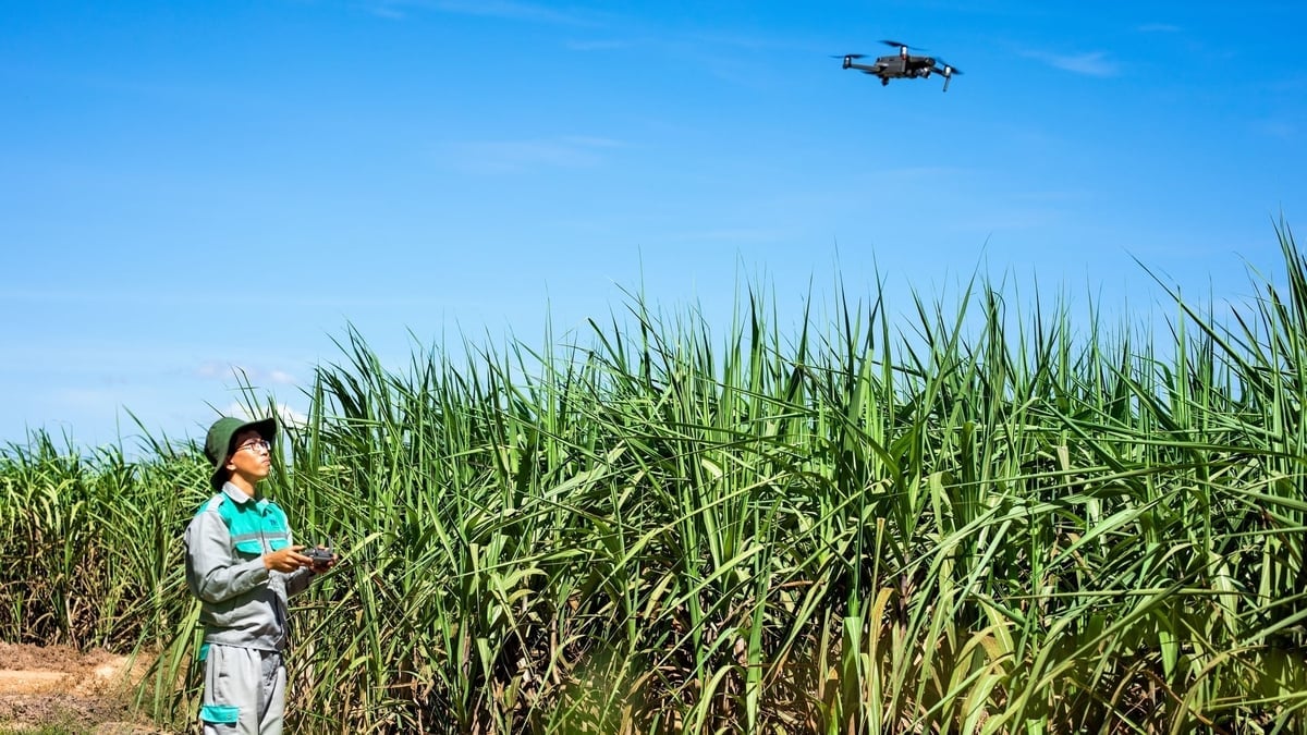 Начав с традиционного сельскохозяйственного сектора, Тэйнинь постоянно внедряет инновации, переходя к экологичному, современному и устойчивому сельскому хозяйству. Фото: T.T. Từ một nền nông nghiệp truyền thống, Tây Ninh đã không ngừng đổi mới, hướng đến nền nông nghiệp xanh, hiện đại và bền vững. Ảnh: T.T.