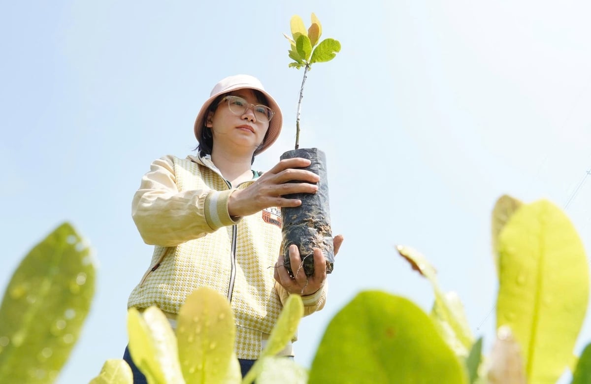 Nhiều giống điều chất lượng tốt, năng suất cao của IAS đang được trồng phổ biến ở nhiều địa phương. Ảnh: Lê Bình.
