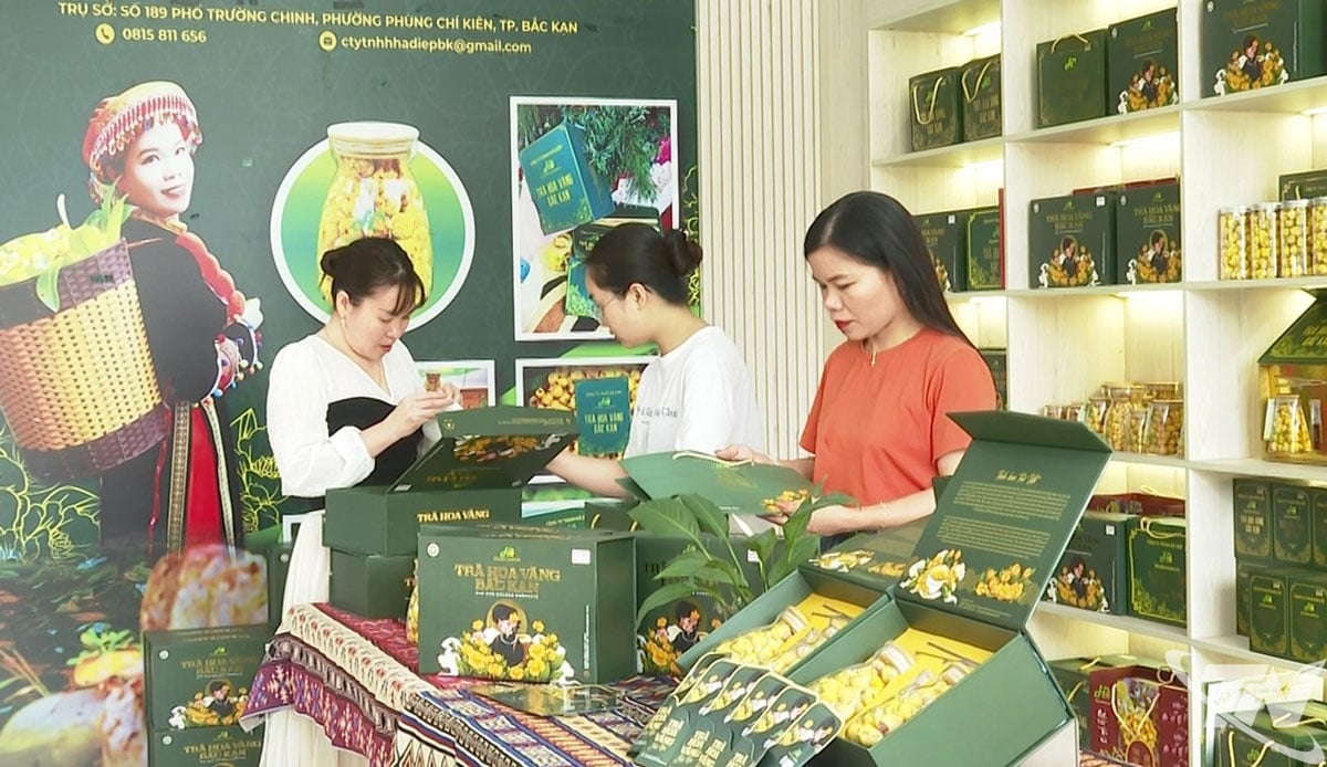 Ha Diep Company Limited