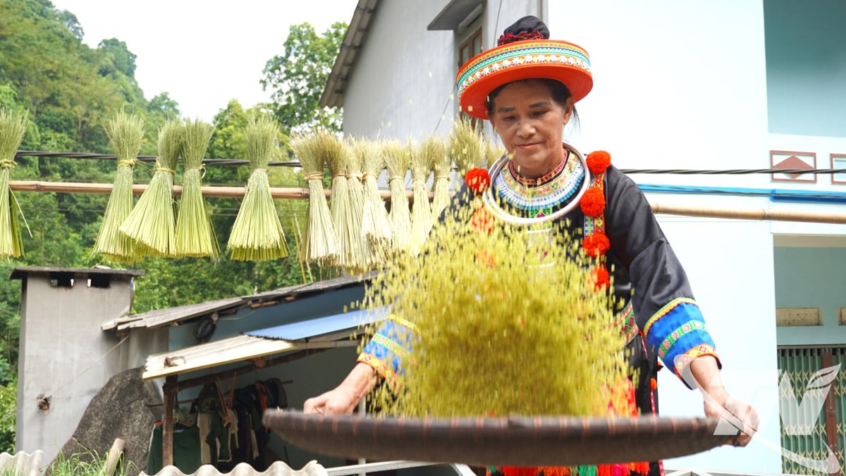 Les grains de riz vert deviennent des marchandises.