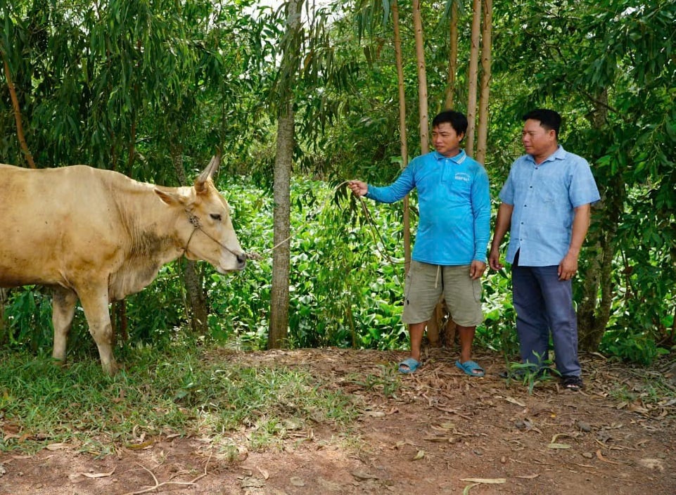 Apoyo a la cría de vacas: un sustento fundamental para los hogares pobres