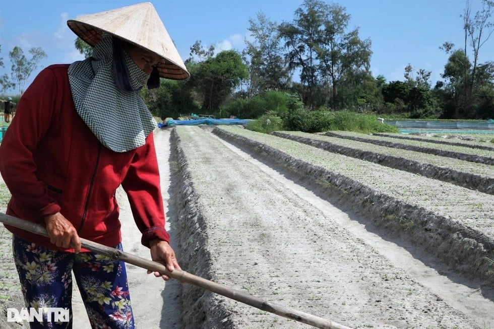 4つの脆弱なリンクが野菜価格を洪水後の嵐のレベルまで押し上げる - 7