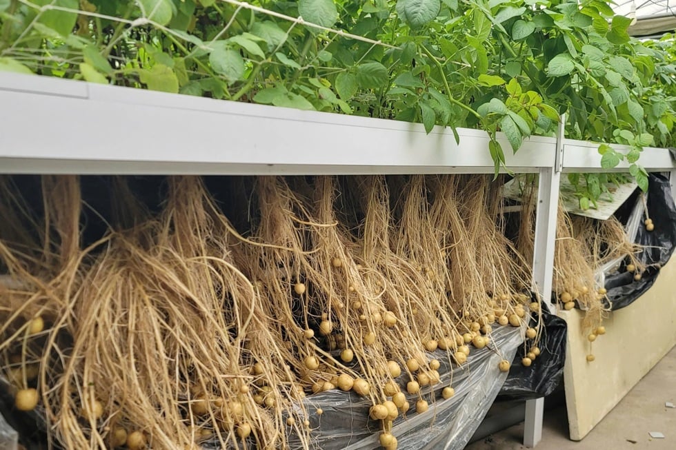 4つの脆弱なリンクが嵐と洪水の後と同じように野菜の価格を押し上げる - 9