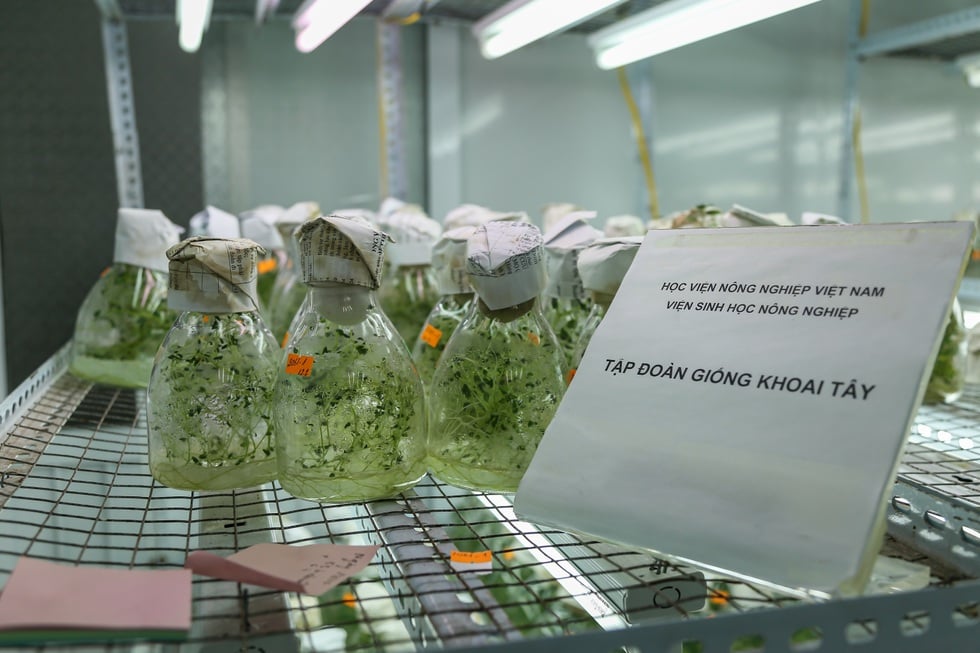 4つの脆弱なリンクが嵐や洪水の後と同じように野菜の価格を押し上げる - 10