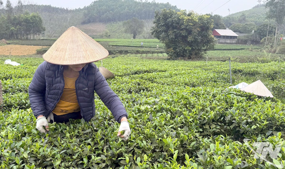 În prezent, provincia deține peste 6.400 de hectare de ceai care îndeplinesc standardele VietGAP.