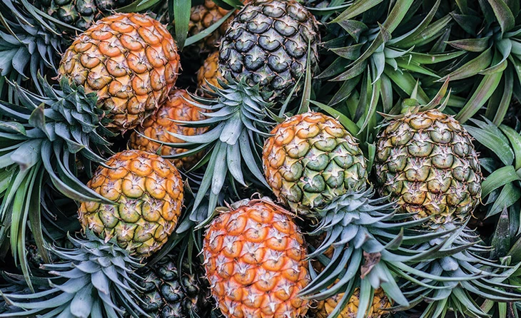 Sau chuối, tỉ phú Trần Bá Dương hướng tới trồng thơm giá 3,2 triệu/trái - Ảnh 1.