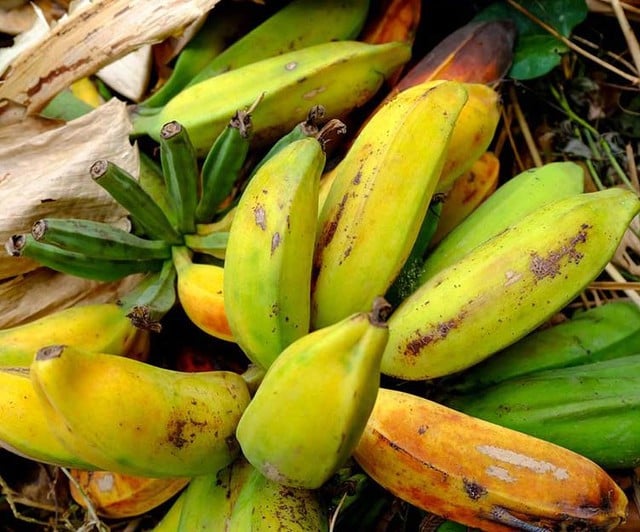 Cách sử dụng chuối hột làm giảm axit uric- Ảnh 1.