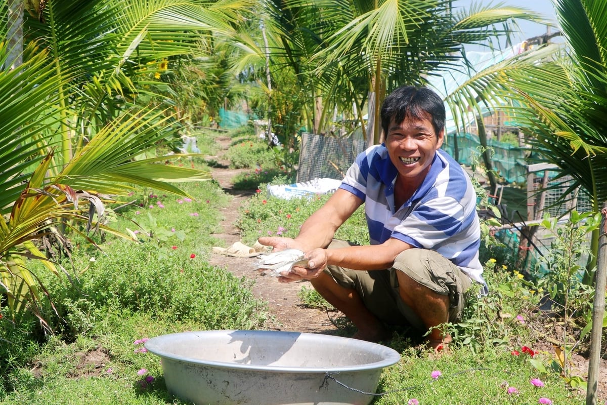 Das Modell „Reis – Ente – Fisch“ hilft Herrn Nguyen Van Vuong, sein Einkommen auf derselben Anbaufläche um ein Vielfaches zu steigern. Foto: Le Hoang Vu.