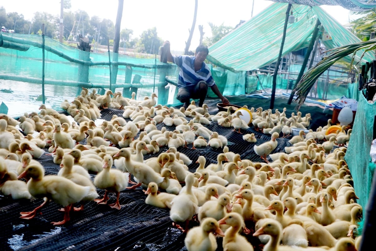 Das Modell der Entenhaltung und des Fischaussetzens in Reisfeldern in Phu Tho (Dong Thap) hilft Bauern, Ressourcen effizienter zu nutzen, ihr Einkommen zu steigern und eine nachhaltige Landwirtschaft zu fördern. Foto: Le Hoang Vu.