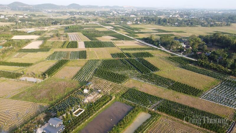 Med en yta på tiotals hektar med kumquatträd i kommuner som Hop Tien, Hop Ly, Trieu Thanh, Van Son... (gamla Trieu Son-distriktet) anses denna plats vara