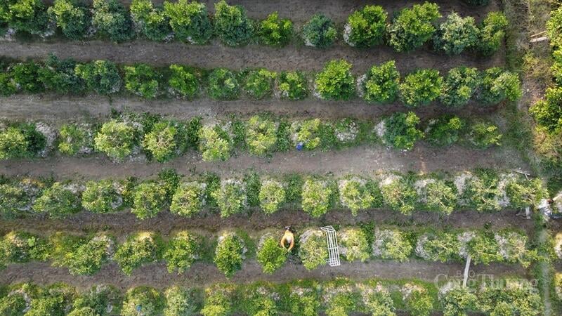 Bönder är upptagna med att odla kumquatträd för att servera den traditionella Tet-högtiden.