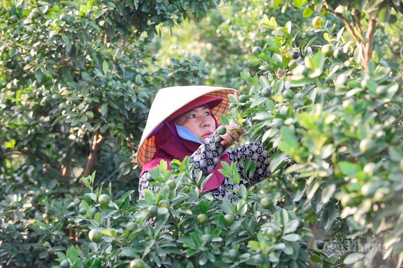 För att kumquatträdet ska växa bra och få en vacker form måste bönderna beskära och forma varje gren, täcka basen och räkna de nya skotten vid rätt tidpunkt för att justera mängden frukt. Detta arbete kräver noggrannhet och erfarenhet från odlaren.