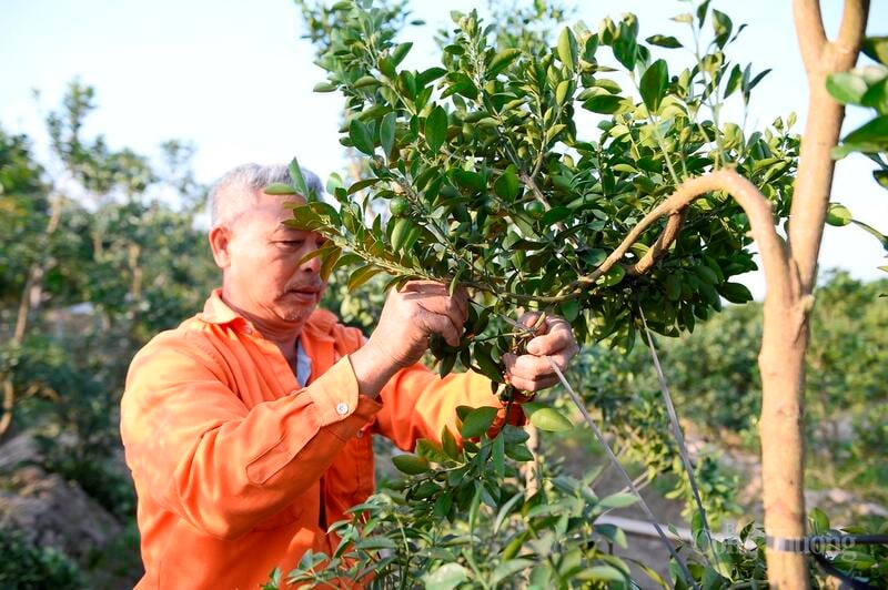 Herr Nguyen Van Nhan (60 år gammal, by 3, Hop Tien kommun) sa att hans familj i år planterade cirka 300 kumquatträd. Vid den här tiden har handlare kommit för att lägga beställningar, så familjen arbetar nästan oavbrutet.