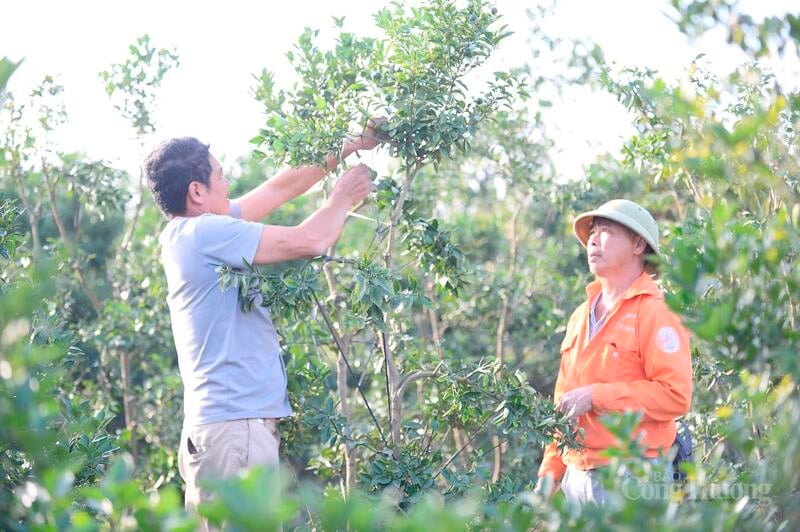 För kumquatträd krävs det noggrannhet och erfarenhet från odlaren att beskära och forma dem till vackra former. Varje kumquatträd visar på trädgårdsmästarens skicklighet.