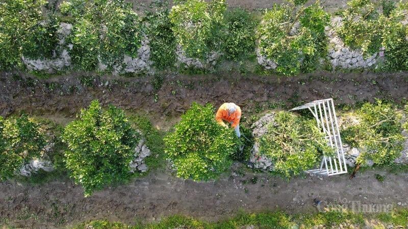 Priset för varje kumquatträd varierar från 600 tusen till flera miljoner dong, beroende på kvaliteten.