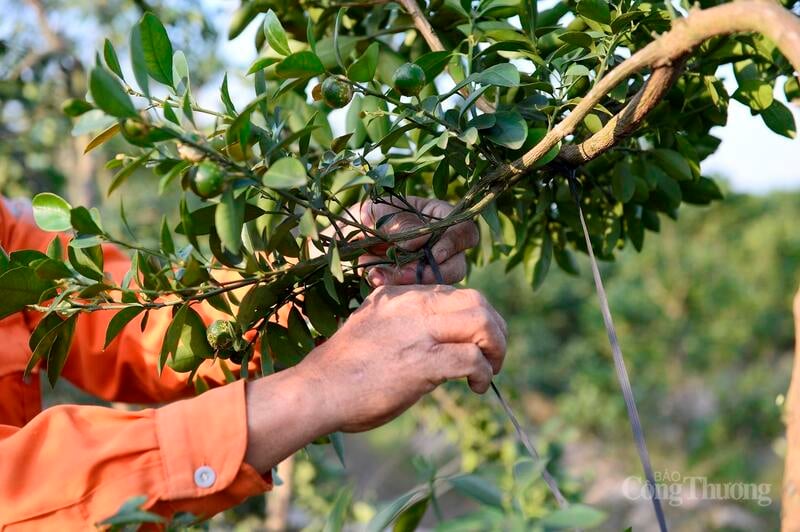 Trädgårdsmästaren knyter noggrant snörena och formar kumquatträdet.
