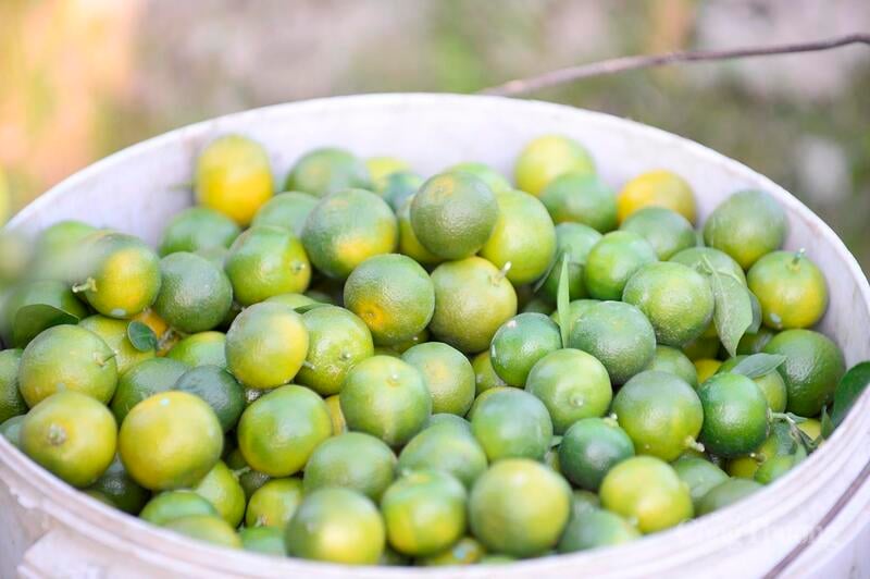 Efter beskæringen samlas kumquaterna in och ges till restauranger eller tas till marknaden för att säljas för extra inkomst.