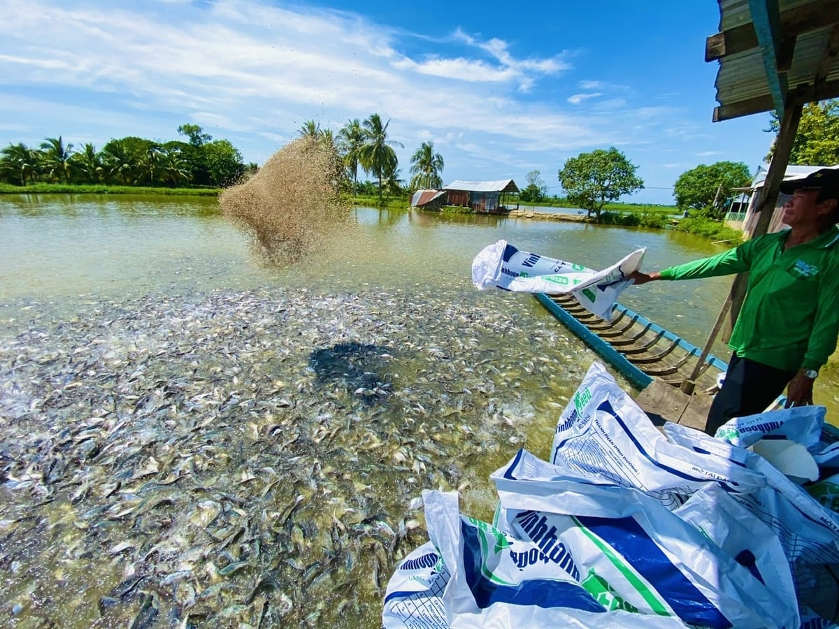 Người dân xã Bình Đức, An Giang cho cá tra ăn tại ao nuôi liên kết, áp dụng quy trình kỹ thuật giúp cá phát triển đồng đều, giảm chi phí sản xuất. Ảnh: Lê Hoàng Vũ.