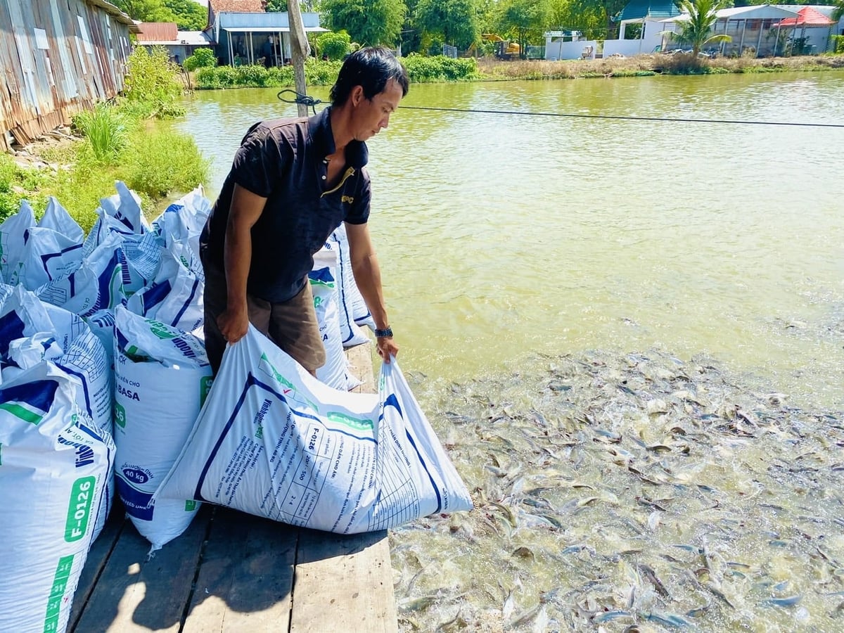 Thành viên Hợp tác xã nuôi cá tra Châu Phú chuẩn bị thức ăn cho ao nuôi – mô hình liên kết giúp hộ nuôi ổn định đầu ra và nâng cao lợi nhuận. Ảnh: Lê Hoàng Vũ.