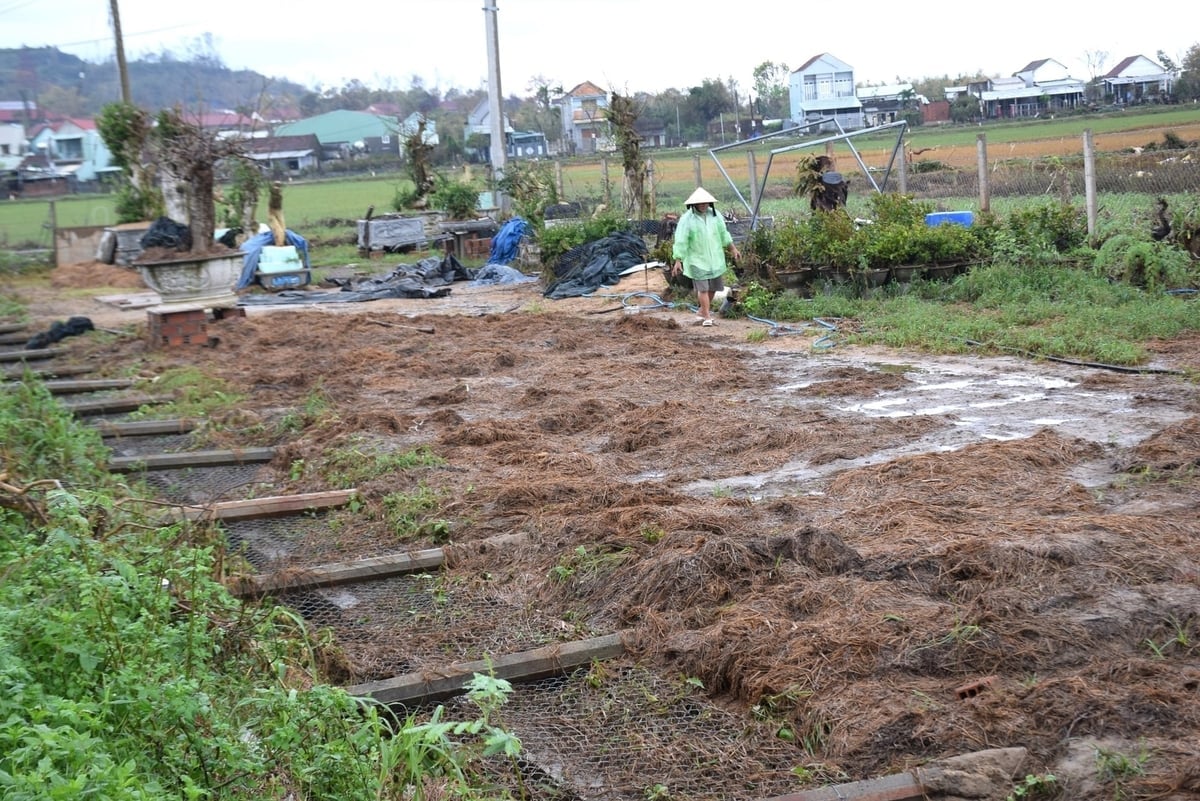 Ο κ. Thien καθαρίζει το στρώμα άχυρου που ξεβράστηκε από την πλημμύρα για να καλλιεργήσει μανιτάρια, περιμένοντας την ανατολή του ηλίου και την αποκατάσταση της παραγωγής. Φωτογραφία: V.D.T. Ông Thiện đang dọn dẹp lớp rơm làm nấm bị lũ làm trôi dạt chờ nắng lên khôi phục lại sản xuất. Ảnh: V.Đ.T.