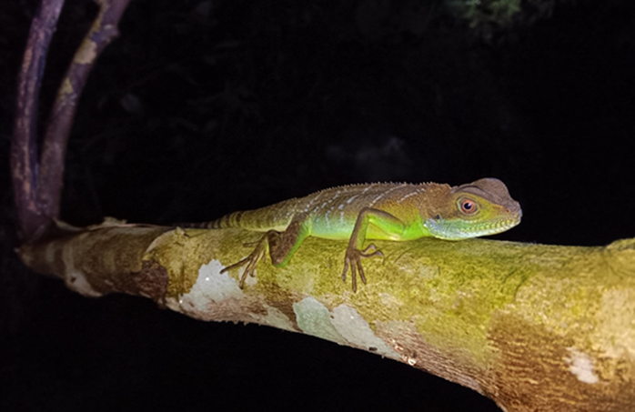 Loài ếch kỳ dị xuất hiện tại một khu rừng ở Thanh Hóa - Ảnh 2.