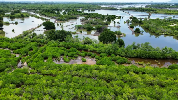 Mangrovové lesy v oblasti Ba Ria - Vung Tau se v důsledku hospodářského rozvoje postupně zmenšují.