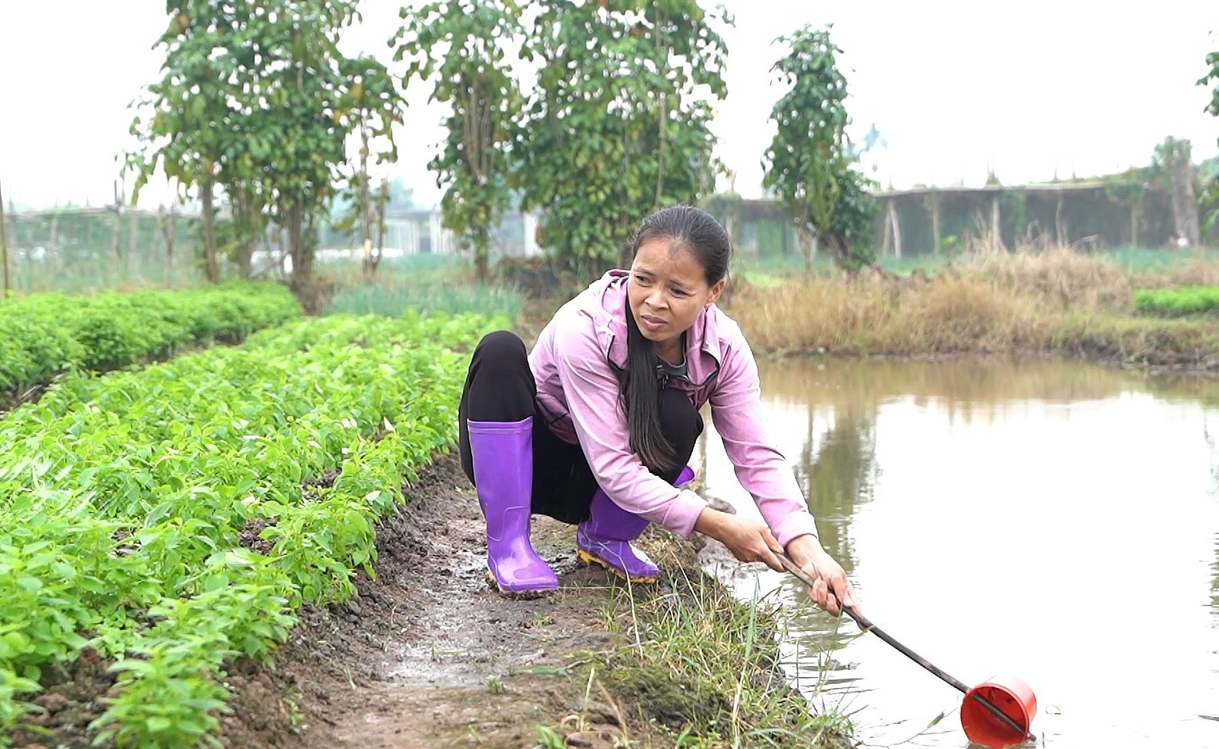 Cik Vu Thi Ha, ibu kepada Nguyen Anh Tuyet, buta sebelah mata dan menghidap penyakit tulang belakang degeneratif tetapi masih berjaya mencari rezeki dengan menanam dan menjual sayur-sayuran.