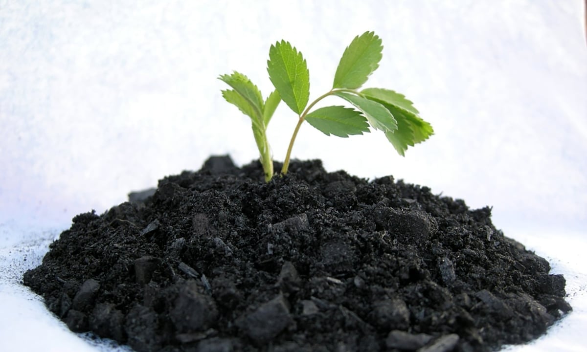 Biocărbune - „biocărbune” creat prin piroliza deșeurilor organice în condiții anaerobe, creând o sursă valoroasă de carbon. Foto: ST. Biochar - 'than sinh học' tạo từ nhiệt phân phế phụ phẩm hữu cơ trong điều kiện yếm khí, tạo ra nguồn các-bon quý giá. Ảnh: ST.