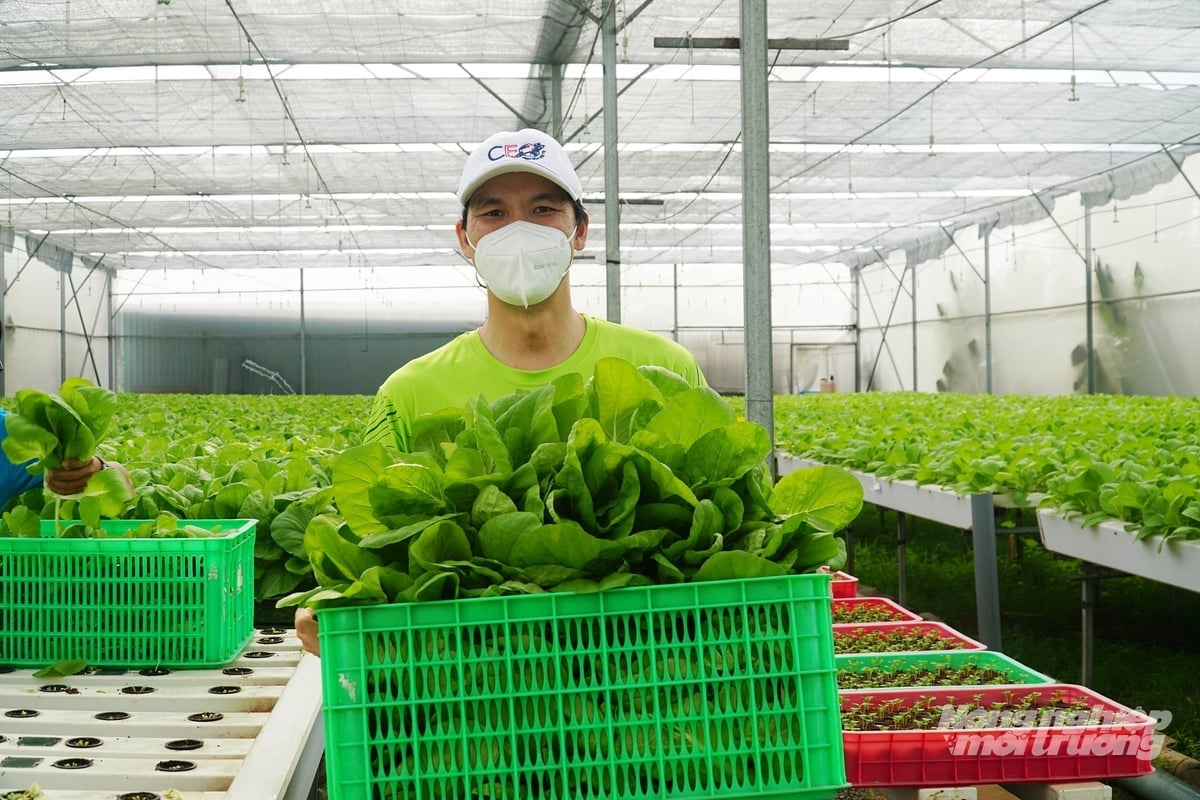 Modelele de dezvoltare agricolă urbană asociate cu creșterea ecologică și reducerea emisiilor sunt promovate în orașul Ho Chi Minh. Foto: Nguyen Thuy. Các mô hình phát triển nông nghiệp đô thị gắn với tăng trưởng xanh, giảm phát thải đang được đẩy mạnh tại TP.HCM. Ảnh: Nguyễn Thủy.