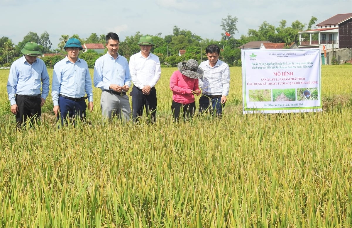 Năm 2025 mô hình thí điểm sản xuất lúa giảm phát thải tại xã Thiên Cầm gặt hái được nhiều kết quả tích cực. Ảnh: Thanh Nga.