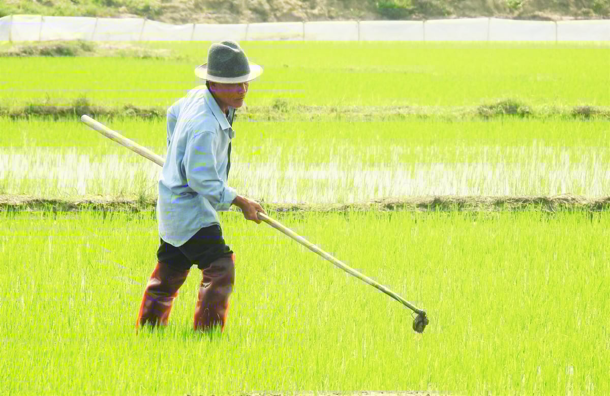 Sản xuất lúa giảm phát thải sẽ góp phần bảo vệ môi trường đất, nước, không khí. Ảnh: Thanh Nga.