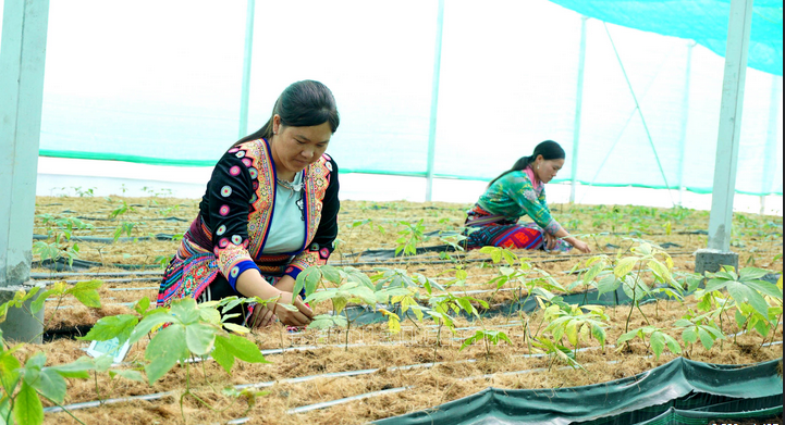 Meggazdagodás Lai Chau ginzengből - 1. kép. Women working in a greenhouse AI-generated content may be incorrect.