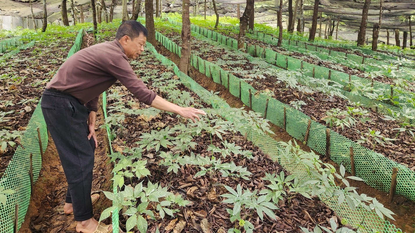 Meggazdagodás Lai Chau ginzengből - 2. kép. A person touching plants in a garden AI-generated content may be incorrect.